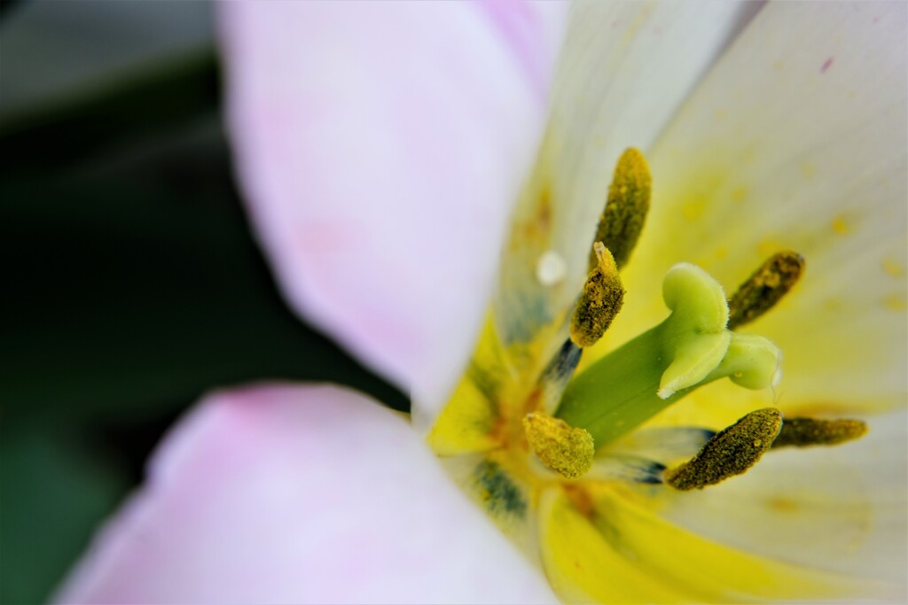 早春の草花展