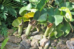 温室に咲く草花　食中植物