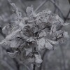 枯れても紫陽花