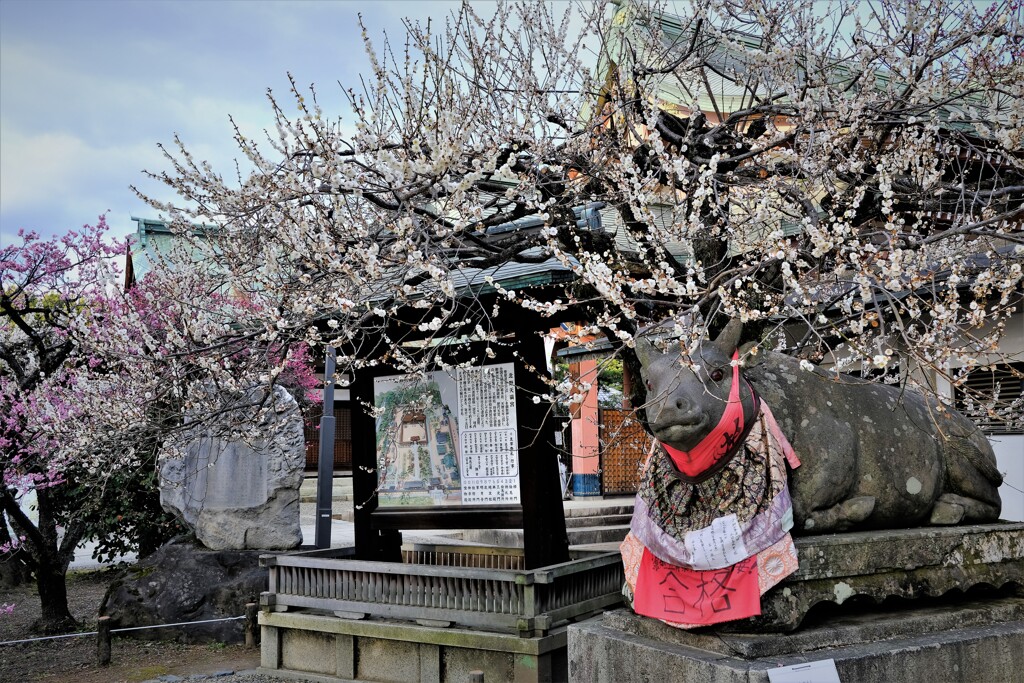 京都　北野天満宮