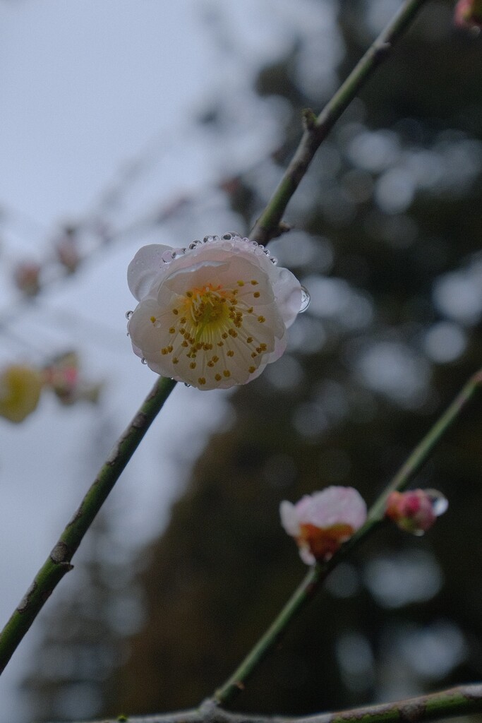 梅　雨をまとう