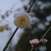 梅　雨をまとう