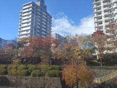 団地にも紅葉