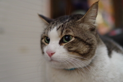 決めた！