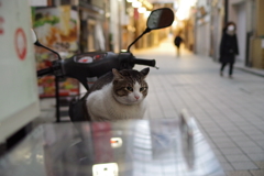 やってみる？
