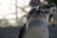 penpen
