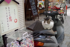 恋占い