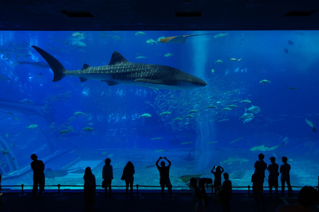 美ら海水族館