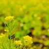 菜の花