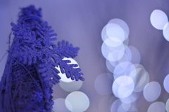 きらり雪結晶