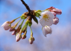 咲きはじめ。