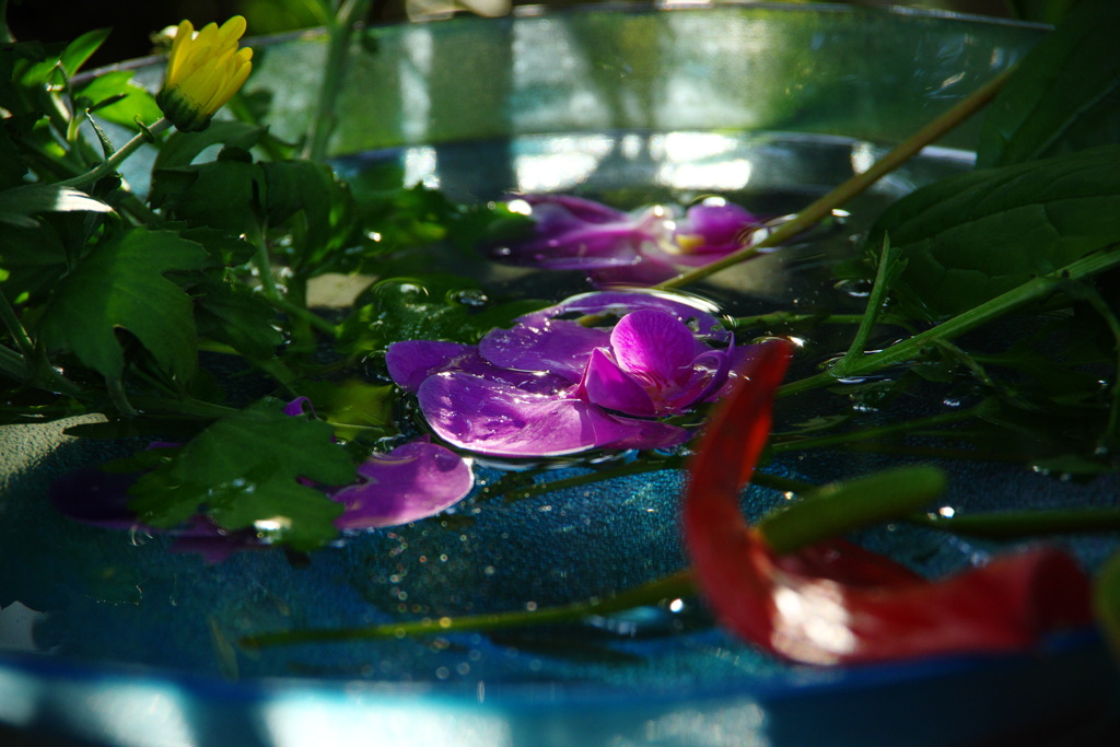 浮かぶ花びら