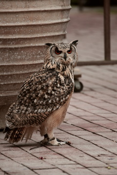 ミミズク立ち姿