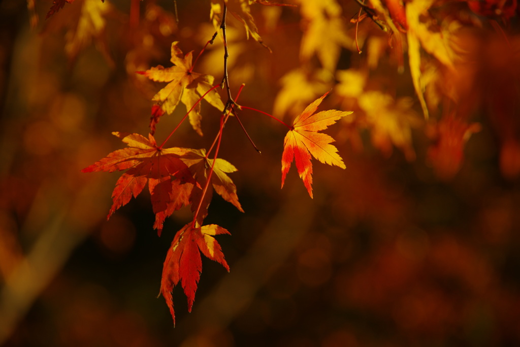 紅葉グラデーション