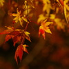 紅葉グラデーション