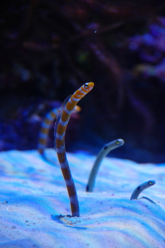 にょっきりニシキアナゴ