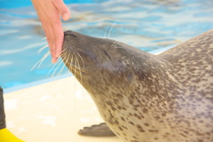 てのひらキッス