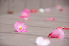 花、ポトリ。