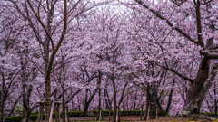 桜