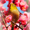 春を待ちわびる