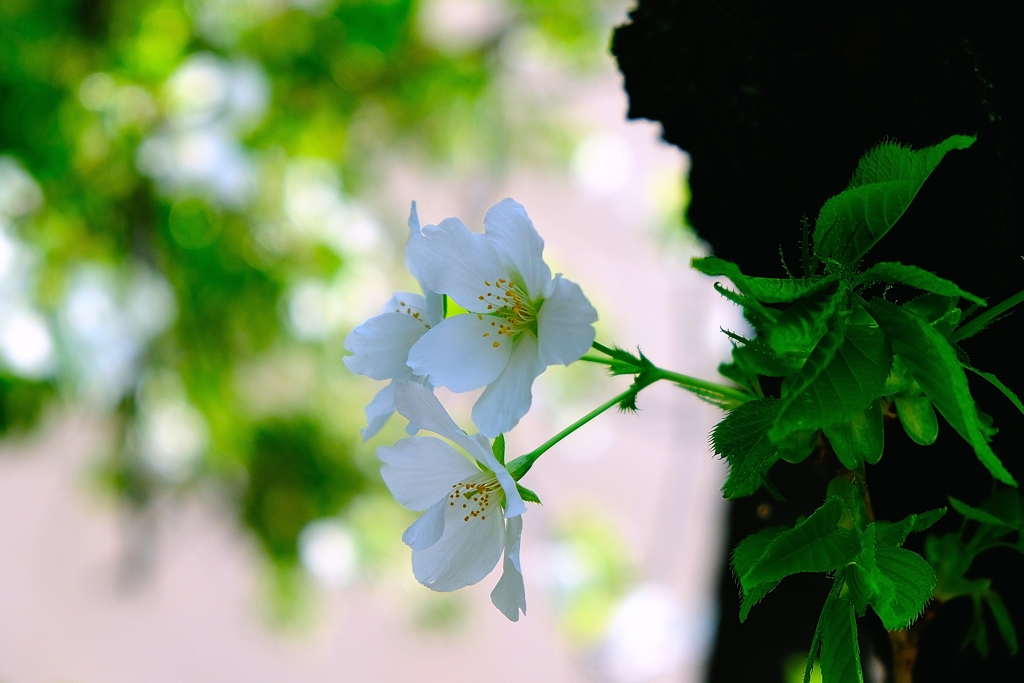 SAKURA