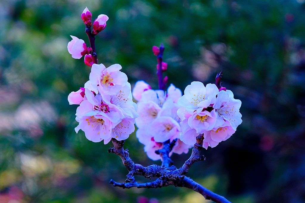 梅花
