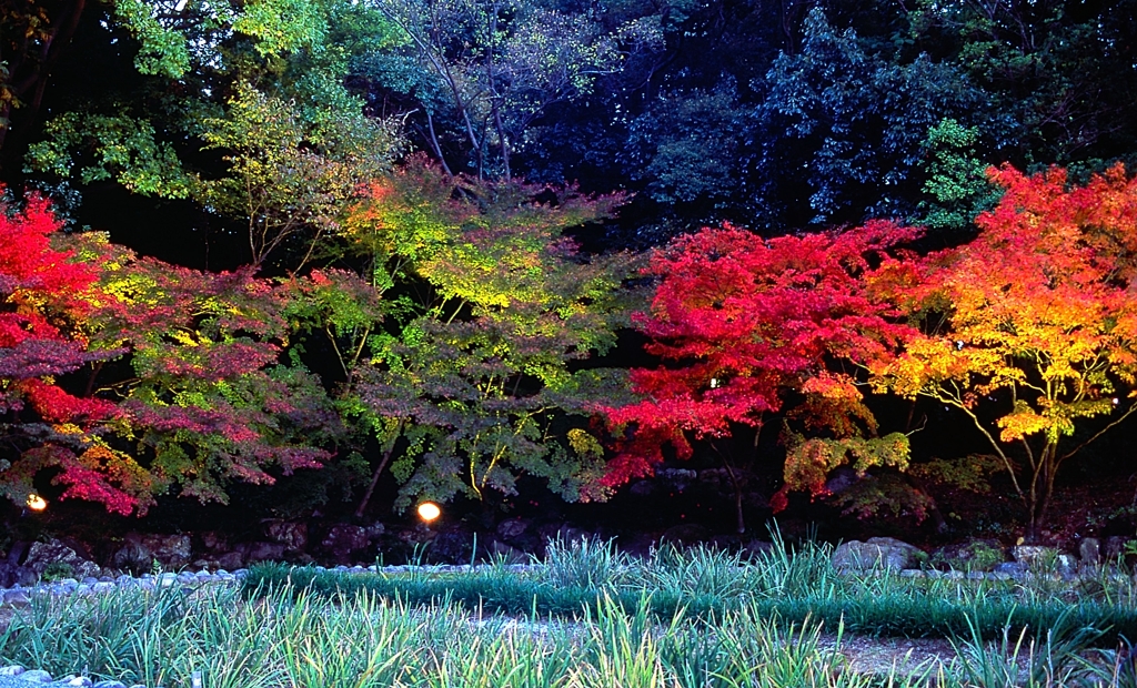 錦を纏う徳川園紅葉祭