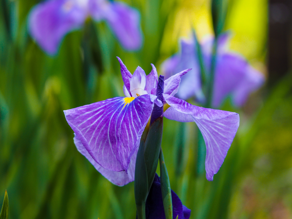 花菖蒲　１