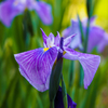 花菖蒲　１