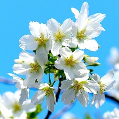 Cerry blossoms