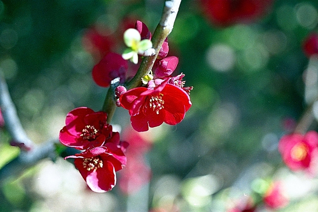 木瓜