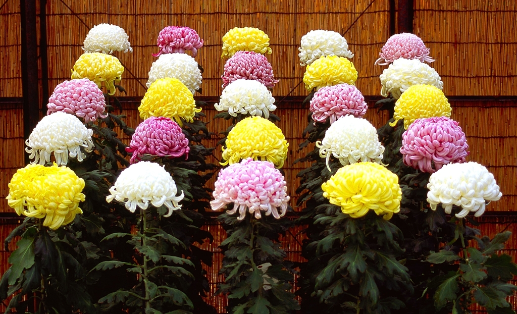 名古屋城菊花大会