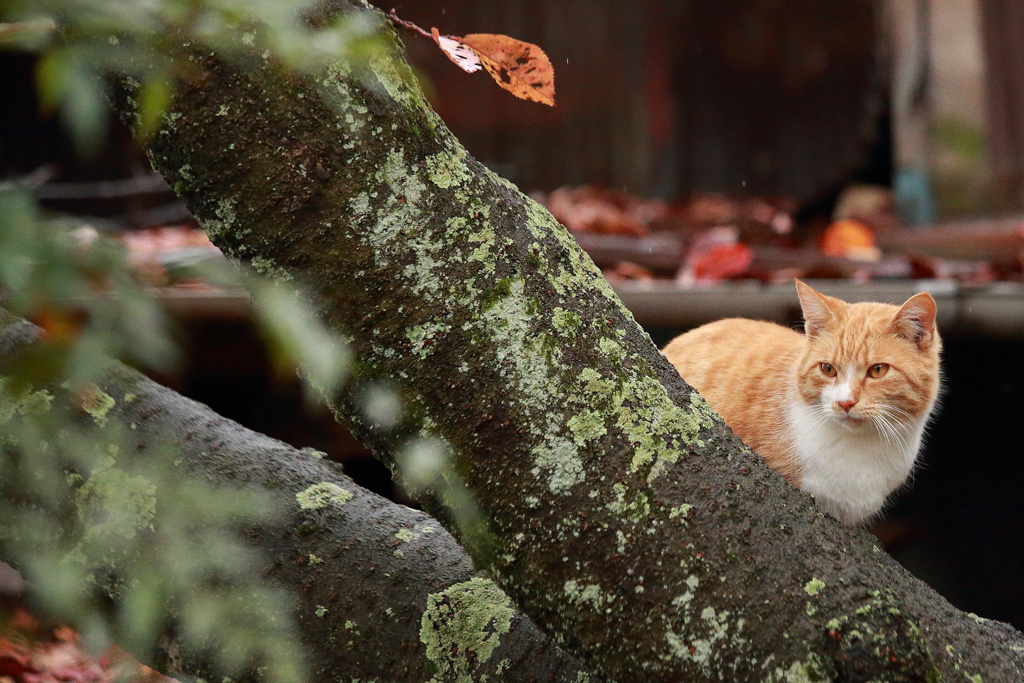 猫と秋の桜の木