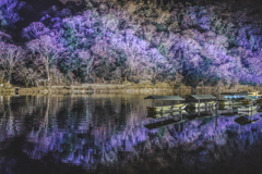 purple reflection