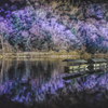 purple reflection