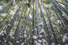 雪と竹