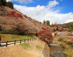 川見四季桜の里