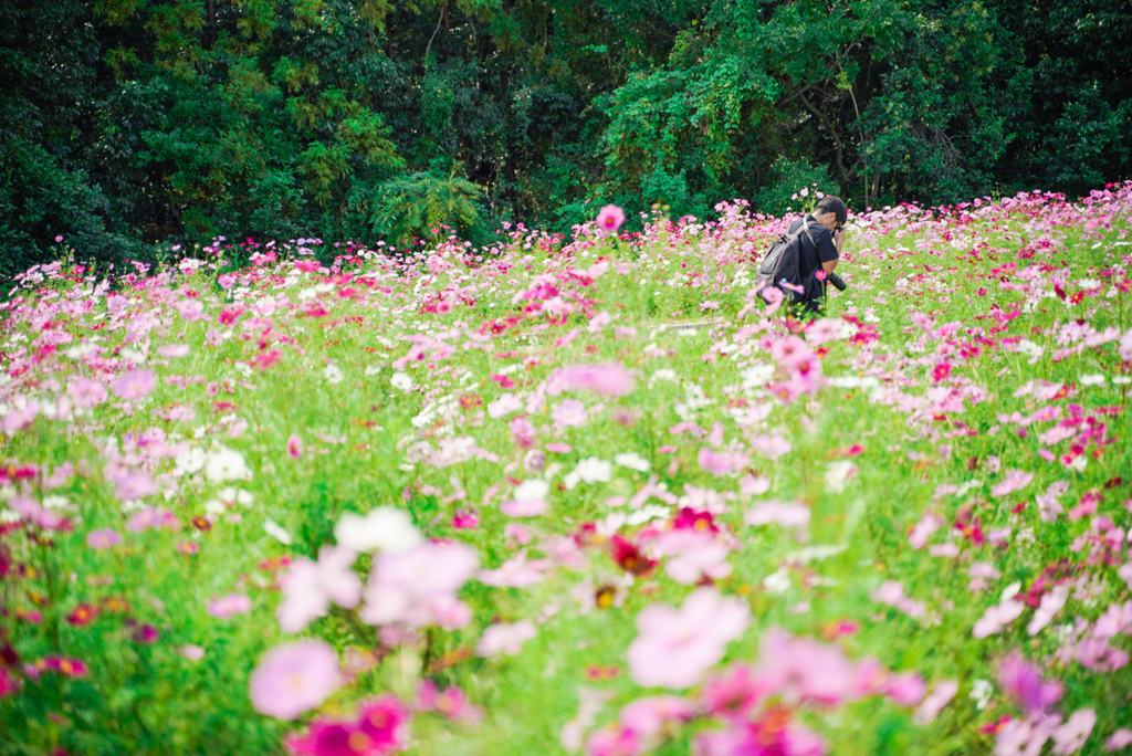 秋桜