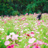 秋桜