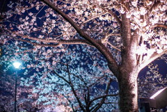 cherryblossom