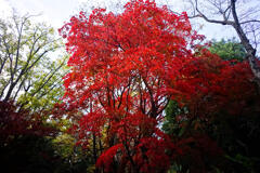 有栖川宮記念公園の紅葉