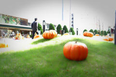 カボチャの名産地