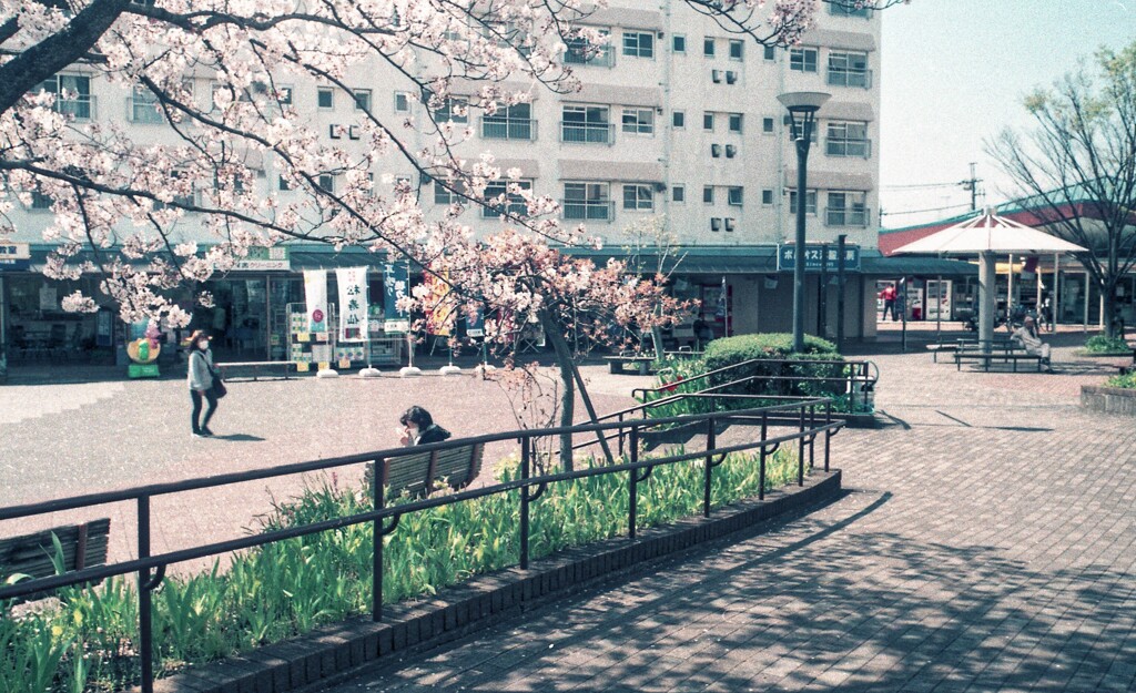 コロナ禍の下、桜咲く