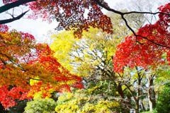 有栖川宮記念公園の紅葉