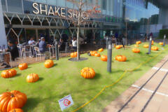 カボチャの名産地