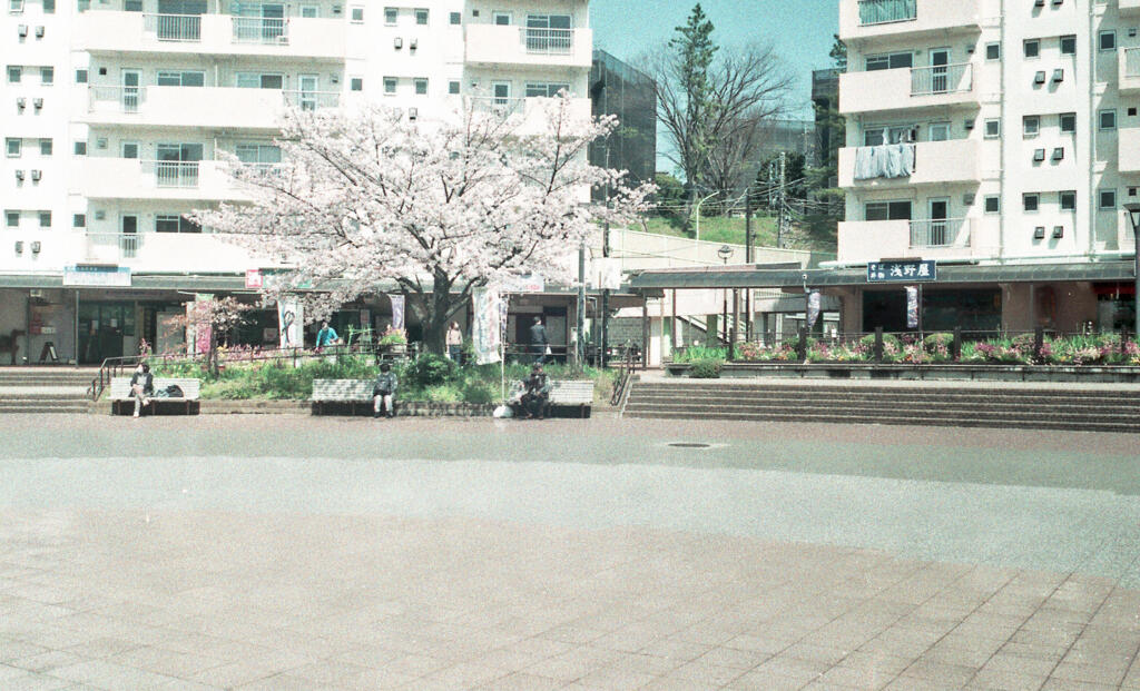 コロナ禍の下、桜咲く