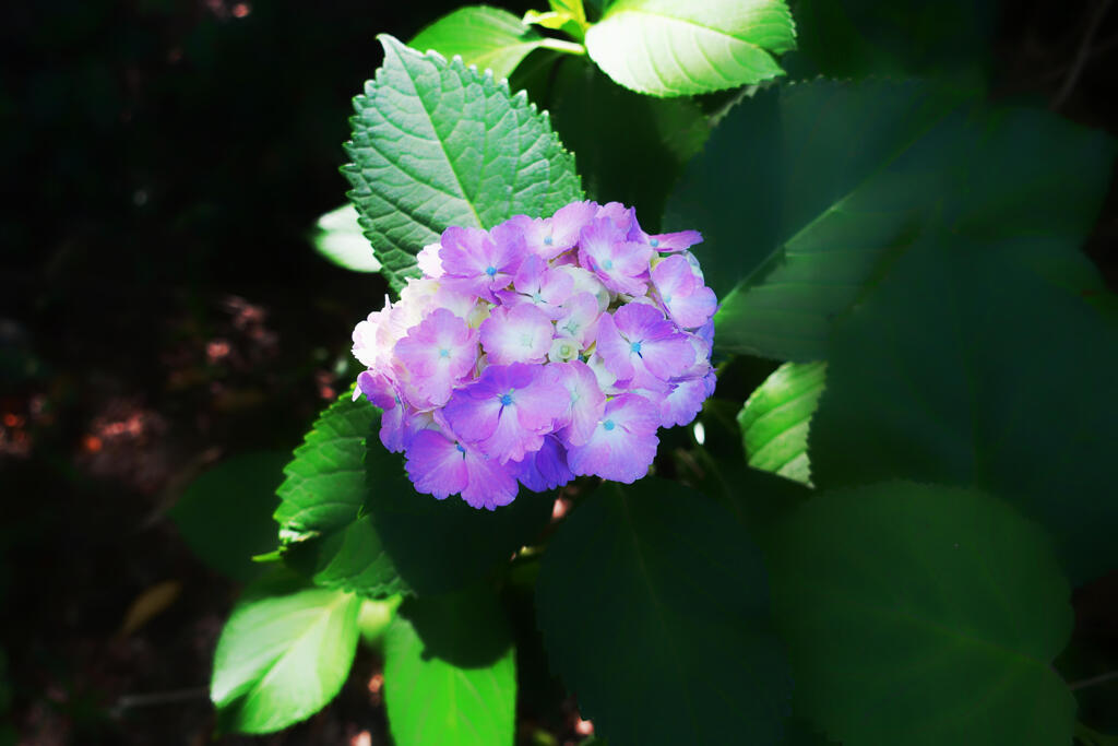 紫陽花