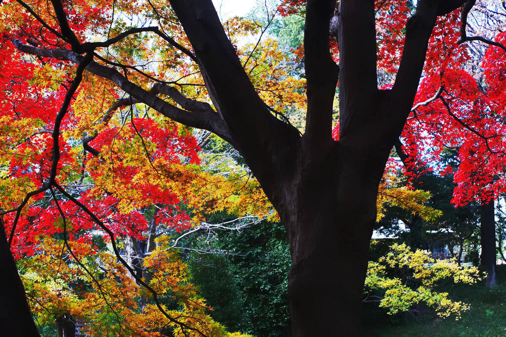 有栖川宮記念公園の紅葉