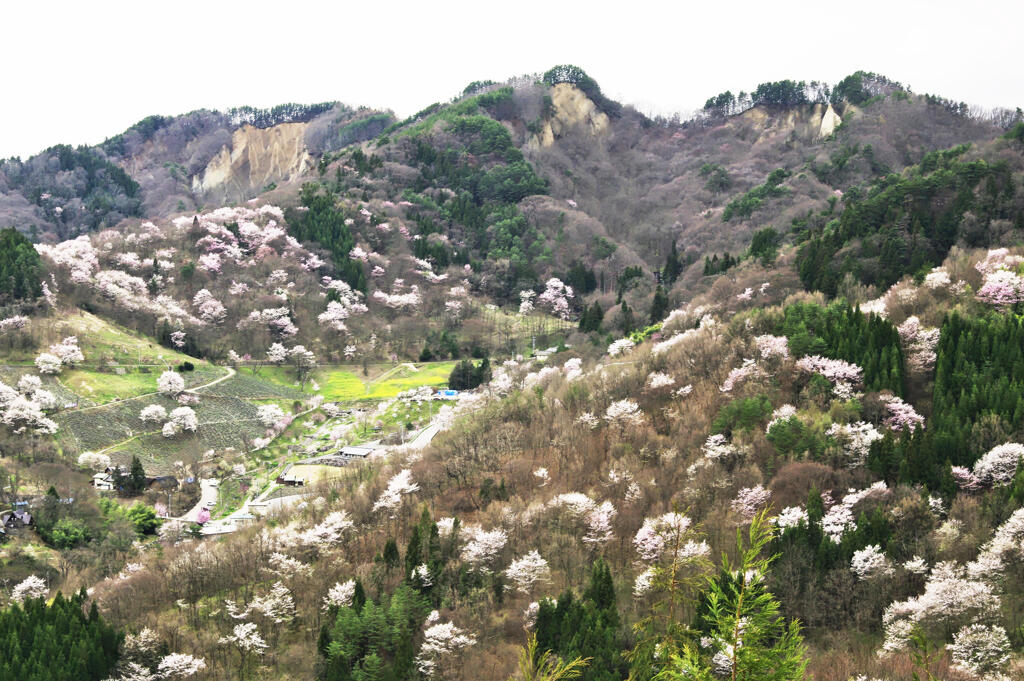 桜の郷