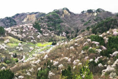 桜の郷